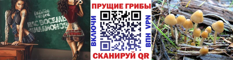 Галлюциногенные грибы мицелий  Дыгулыбгей 
